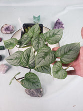 Load image into Gallery viewer, Philodendron Sodiroi True Form, Exact Plant