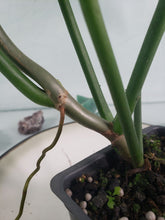 Load image into Gallery viewer, Jerry Horne, exact plant, Philodendron, ships nationwide