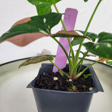 Load image into Gallery viewer, Syngonium Red Spot Tricolor Variegated 2.5" pot, Fedex 2day*