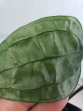 Load image into Gallery viewer, SP Limon, exact plant, Anthurium, ships nationwide