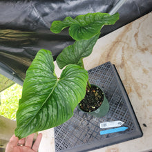 Load image into Gallery viewer, Philodendron Plowmanii, Exact Plant Ships Nationwide