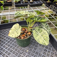 Load image into Gallery viewer, Alocasia Ninja Tricolor Splash, Black Velvet Variegated exact plant, Fedex 2day*