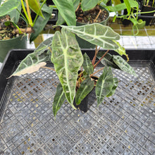 Load image into Gallery viewer, Alocasia polly aurea variegated, Exact Plant Ships Nationwide.