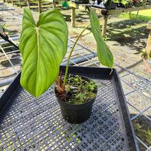 Load image into Gallery viewer, Philodendron Pastazanum, Exact Plant