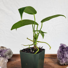 Load image into Gallery viewer, Anthurium Warocqueanum, Queen 2.5" Pot, Fedex 2 day*