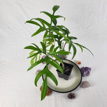 Load image into Gallery viewer, Philodendron Quercifolium, Exact Plant Ships Nationwide