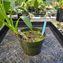 Load image into Gallery viewer, Philodendron Rugosum, Exact Plant