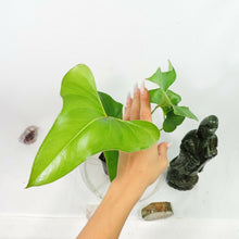 Load image into Gallery viewer, Anthurium Brownii, 4'' pot, ships nationwide