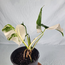 Load image into Gallery viewer, Monstera Borsigiana Albo Deliciosa, Exact Plant Variegated