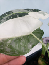 Load image into Gallery viewer, Frydek, Exact Plant, double plant, variegated Alocasia
