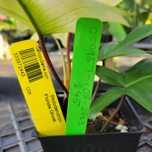 Load image into Gallery viewer, Philodendron Florida Ghost, Exact Plant Ships Nationwide