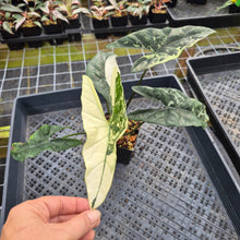 Load image into Gallery viewer, Alocasia Simpo Albo variegated exact plant, Fedex 2day*