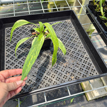Load image into Gallery viewer, Anthurium Vittarifolium Variegated exact plant, Fedex 2day*