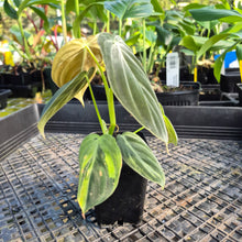 Load image into Gallery viewer, Philodendron Melanochrysum, Exact Plant Variegated Ships Nationwide