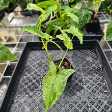 Load image into Gallery viewer, Syngonium Mojito, Exact Plant Variegated Ships Nationwide