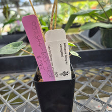 Load image into Gallery viewer, Alocasia Stingray, Exact Plant Ships Nationwide