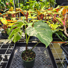Load image into Gallery viewer, Monstera Borsigiana Albo Deliciosa, Exact Plant Variegated Ships Nationwide