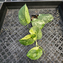 Load image into Gallery viewer, Scindapsus Jade Satin Marble Queen, Exact Plant Variegated Ships Nationwide