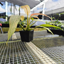 Load image into Gallery viewer, Philodendron Whipple Way, Exact Plant Variegated Ships Nationwide