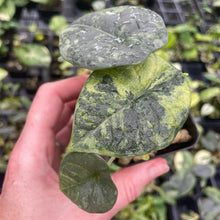 Load image into Gallery viewer, Alocasia Melo Aurea variegated 2.5" pot, Fedex 2day*