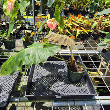 Load image into Gallery viewer, Philodendron Corsinianum exact plant, Fedex 2day*