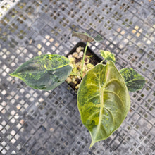 Load image into Gallery viewer, Alocasia Sedenii Aurea Variegated, Exact Plant Ships Nationwide