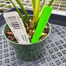 Load image into Gallery viewer, Philodendron Radiatum, Exact Plant Variegated Ships Nationwide