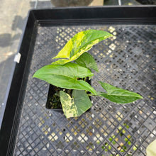 Load image into Gallery viewer, Syngonium Aurea, Exact Plant Variegated Ships Nationwide