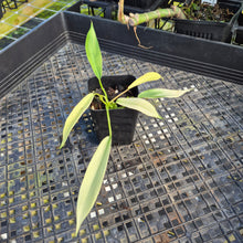 Load image into Gallery viewer, Philodendron Joepii Variegated, Exact Plant Ships Nationwide