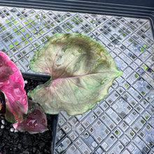 Load image into Gallery viewer, Syngonium Strawberry Ice Variegated 4" pot, Fedex 2day*