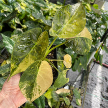 Load image into Gallery viewer, Alocasia Wentii Aurea variegated 4" pot, Fedex 2day*