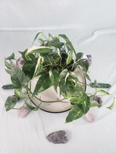 Load image into Gallery viewer, Epipremnum Pinnatum Albo, Exact Plant Variegated