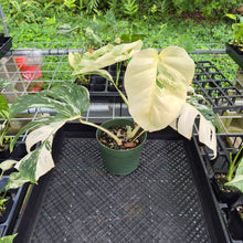 Load image into Gallery viewer, Monstera Borsigiana Albo Deliciosa, Exact Plant Variegated Ships Nationwide