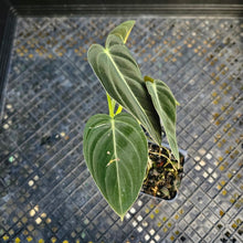 Load image into Gallery viewer, Philodendron Melanochrysum, Exact Plant 2.5" Ships Nationwide