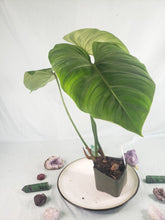 Load image into Gallery viewer, Philodendron Gloriosum, Pink Veined Back, Exact Plant