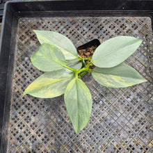 Load image into Gallery viewer, Philodendron Hastatum Silver Sword, Exact Plant Variegated Ships Nationwide