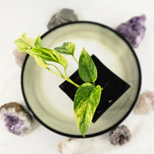 Load image into Gallery viewer, Epipremnum Pinnatum Sunburst, Exact Plant Variegated