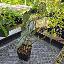 Load image into Gallery viewer, Philodendron Brandtianum, Exact Plant Ships Nationwide