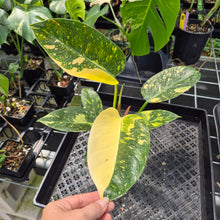 Load image into Gallery viewer, Philodendron Green Congo Nuclear Variegated exact plant, Fedex 2day*