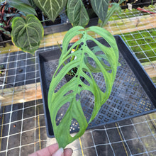Load image into Gallery viewer, Monstera Esqueleto, Exact Plant Ships Nationwide