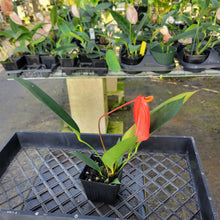 Load image into Gallery viewer, Anthurium Scherzerianum "Pig Tail", Exact Plant Ships Nationwide