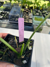 Load image into Gallery viewer, Anthurium Cirinoi, Exact Plant Ships Nationwide