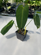 Load image into Gallery viewer, Anthurium Cirinoi, Exact Plant Ships Nationwide