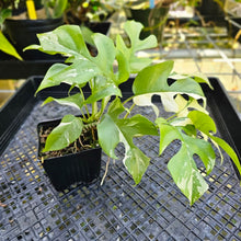 Load image into Gallery viewer, Rhaphidophora Tetrasperma Albo, Exact Plant Variegated double plant