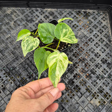 Load image into Gallery viewer, Philodendron Hederaceum, Heart Leaf, Exact Plant Variegated Ships Nationwide