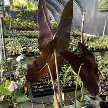 Load image into Gallery viewer, Alocasia Longiloba, Denudata exact plant, Fedex 2day