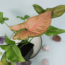 Load image into Gallery viewer, Syngonium Regina Red 4" pot, Fedex 2 day*