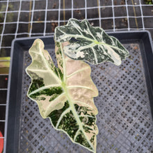 Load image into Gallery viewer, Alocasia Polly Snowflake Pink variegated exact plant, Fedex 2day*