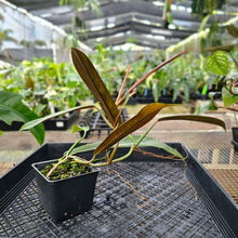 Load image into Gallery viewer, Philodendron Bicolor, Exact Plant Ships Nationwide