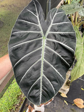 Load image into Gallery viewer, Alocasia Longiloba Grandis x Sanderiana 'Mark Campbell' 2.5" pot, Fedex 2day*